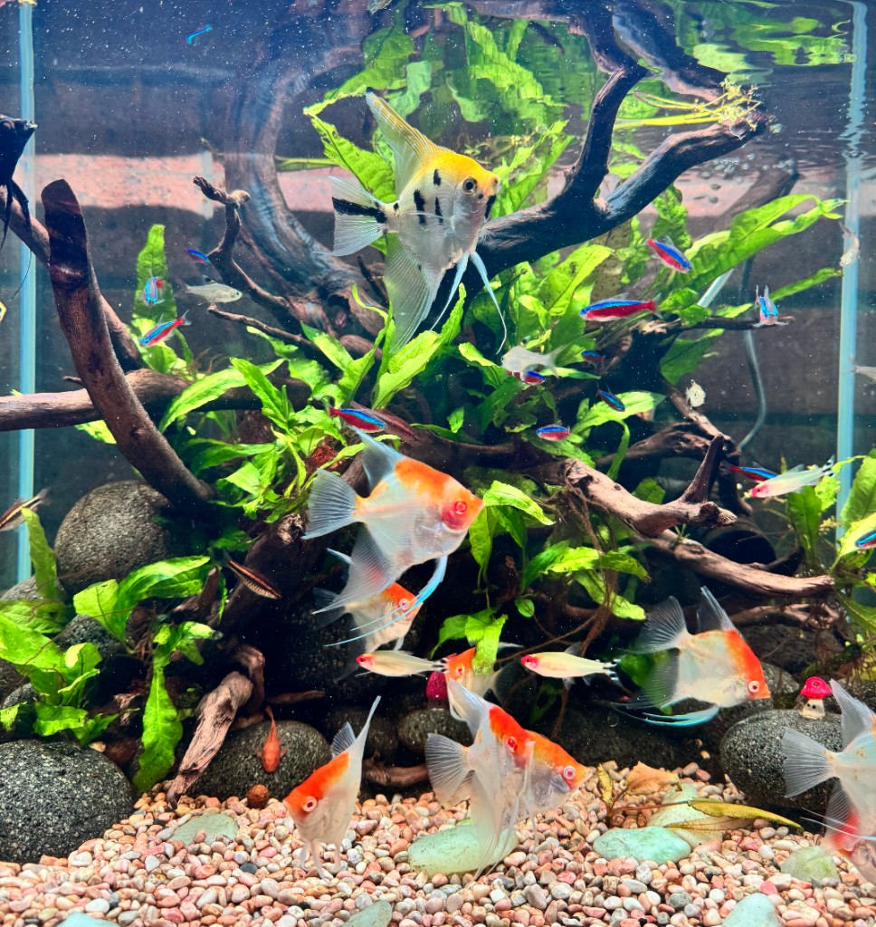 Planted aquarium with angelfish, tetras and driftwood